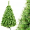 Světle zelený vánoční stromeček borovice