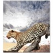 Přikrývka na jednolůžko šedé barvy s motivem leoparda