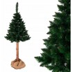 Nádherně hustá vánoční borovice na pařezu 150 cm